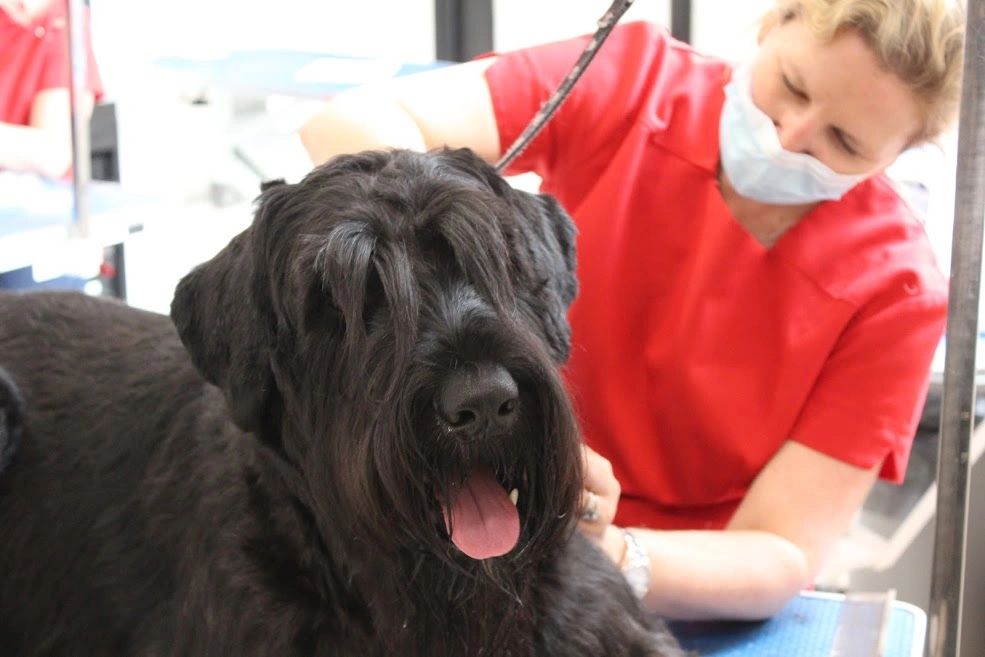 The Dog House Dog Groomers Windsor, England